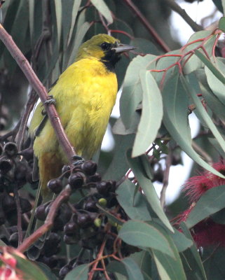 Orchard Oriole (5X) (Icterus spurius)