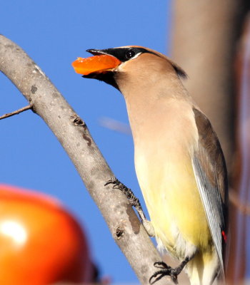 Cedar Waxwing (Bombycilla cedrorum)