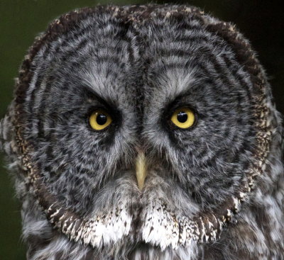 Great Grey Owl (Strix nebulosa)