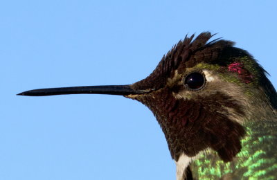 Annas Hummingbird<br>(Calypte anna)