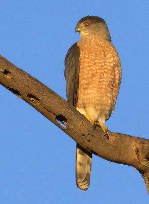 Adult Cooper's Hawk in early morning light (Accipiter cooperii)