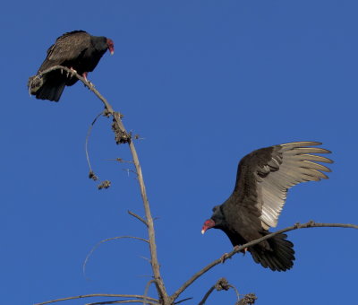 Turkey Vulture(Cathartes aura)