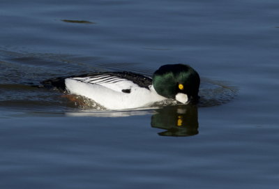 Common Goldeneye (Bucephala clangula) 