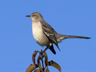 Northern Mockingbird (Mimus polyglottos) 