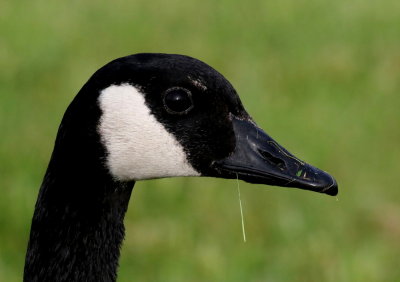 Canada GooseBranta canadensis 