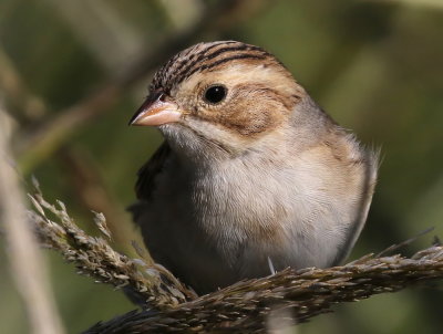 Clay-colored Sparrow (5 Photos)(Spizella pallida) 
