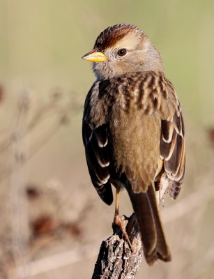 White-crowned Sparrow (2 Photos) (Zonotrichia leucophrys) 