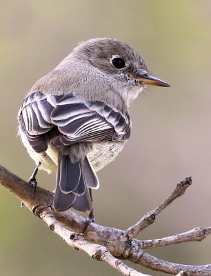 Gray Flycatcher (Empidonax wrightii) 