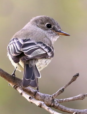 Gray Flycatcher (Empidonax wrightii)