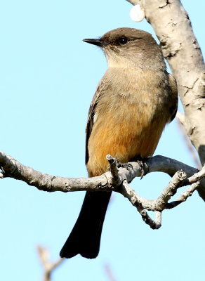 Say's Phoebe(Sayornis saya) 