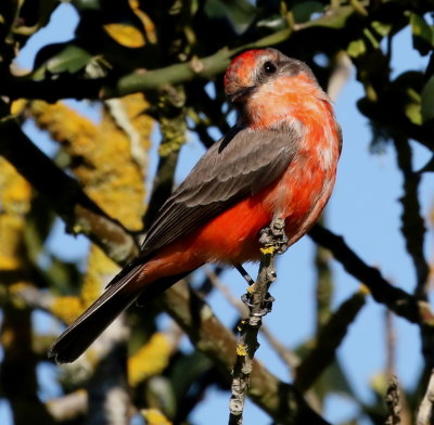 Vermilion Flycatcher (Immature Male) (Pyrocephalus rubinus)