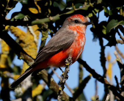 Vermilion Flycatcher (Immature Male)(Pyrocephalus rubinus)