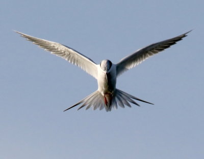 *Bird Behavior*Diving on the fish