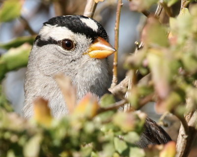 White-crowned Sparrow  (Zonotrichia leucophrys) 