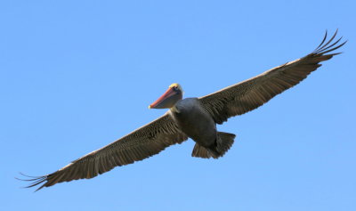 Brown Pelican (Pelecanus occidentalis) 