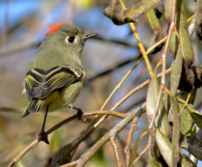 Ruby-crowned Kinglet (Regulus calendula)