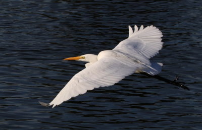 Great Egret (Ardea alba)