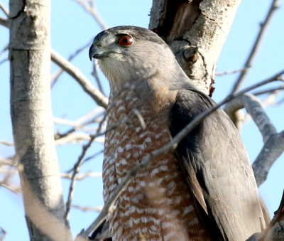 Cooper's Hawk (Accipiter cooperii) 