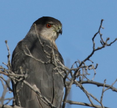 Cooper's Hawk (Accipiter cooperii) 