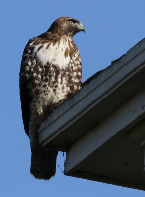 Red-tailed Hawk(Buteo jamaicensis)
