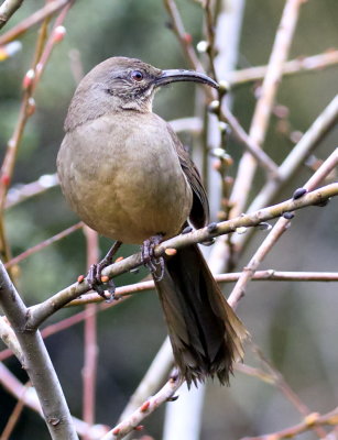 California Thrasher (Toxostoma redivivum) 