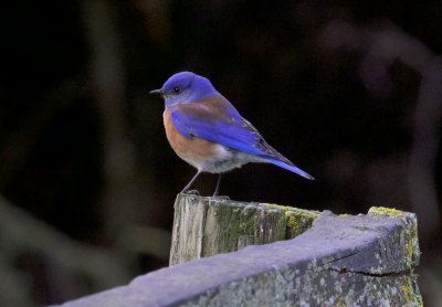Western Bluebird (Sialia mexicana) 