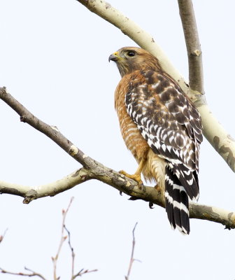 Red-shouldered Hawk (5 Photos)(Buteo lineatus)
