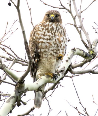 Juvenile Red-shouldered Hawk(Buteo lineatus)