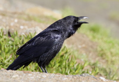 Common Raven (Corvus corax)