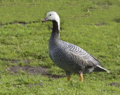 *Bird Behavior*Emperor Goose (Chen canagica) mugged by Canada Goose (18 Photos)