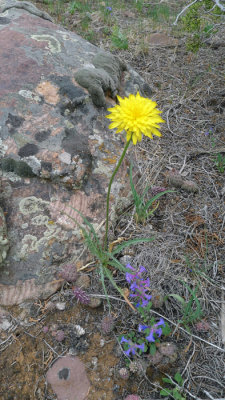 Desert Flora 2013