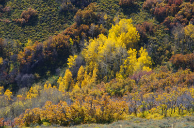 UTAH FALL 2014