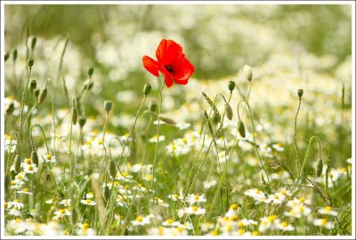 Nature & Rural Life  2015
