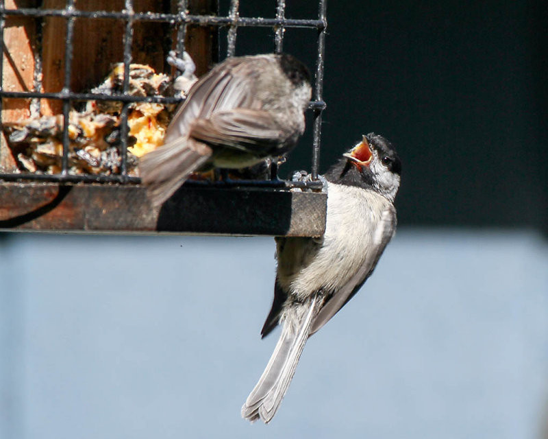 Carolina Chickadees