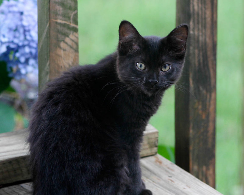 Kitten2 - Pookie