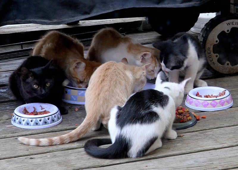 All of the Kittens