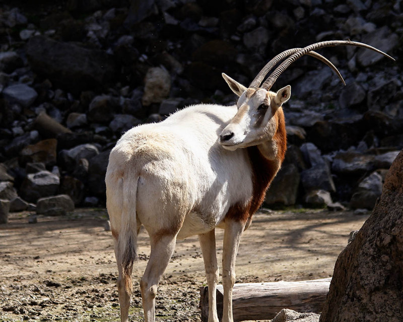 Scimitar-horned oryx