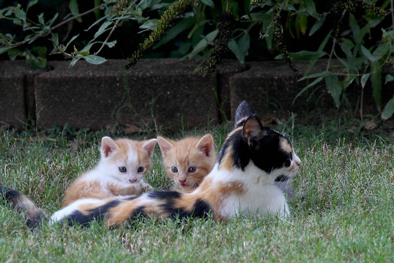 Kittens with Mom