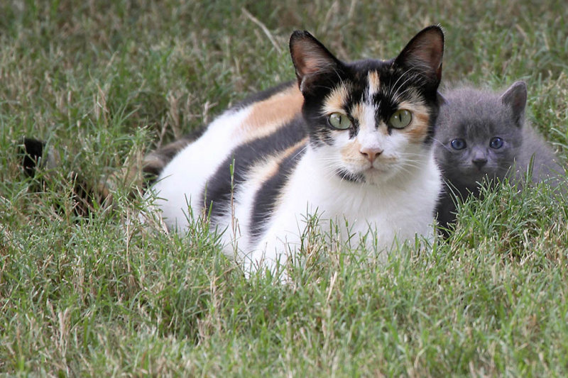 Grey Kitten and Mom