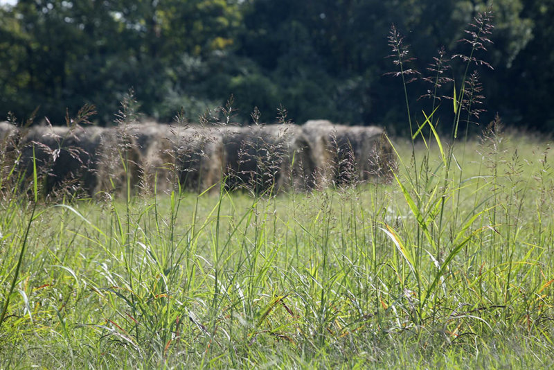 Hay rolls