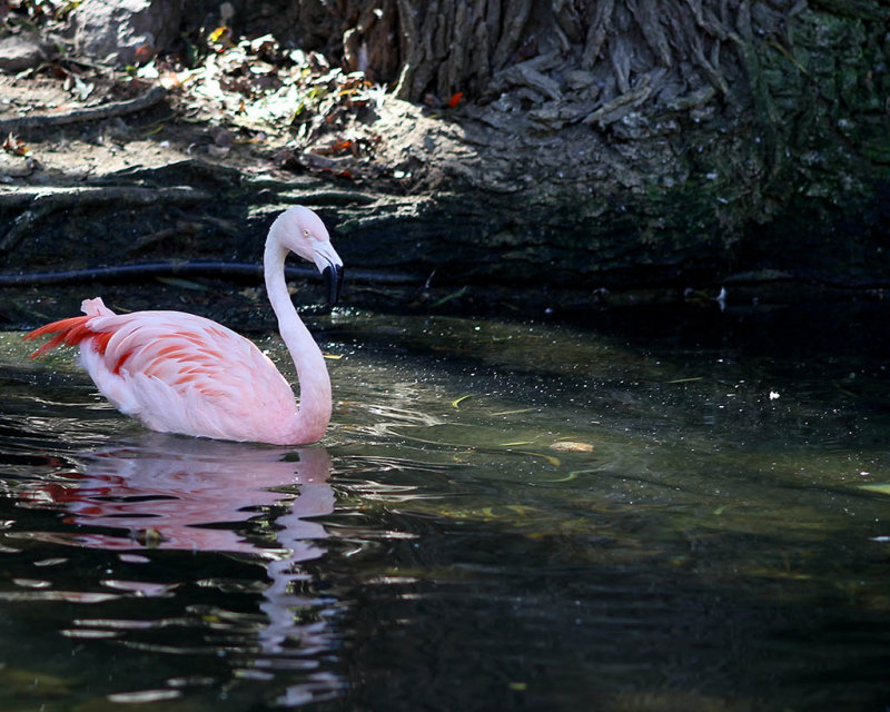 Flamingo