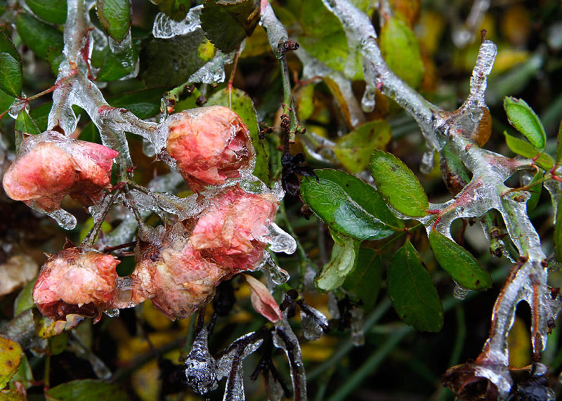 Iced Roses