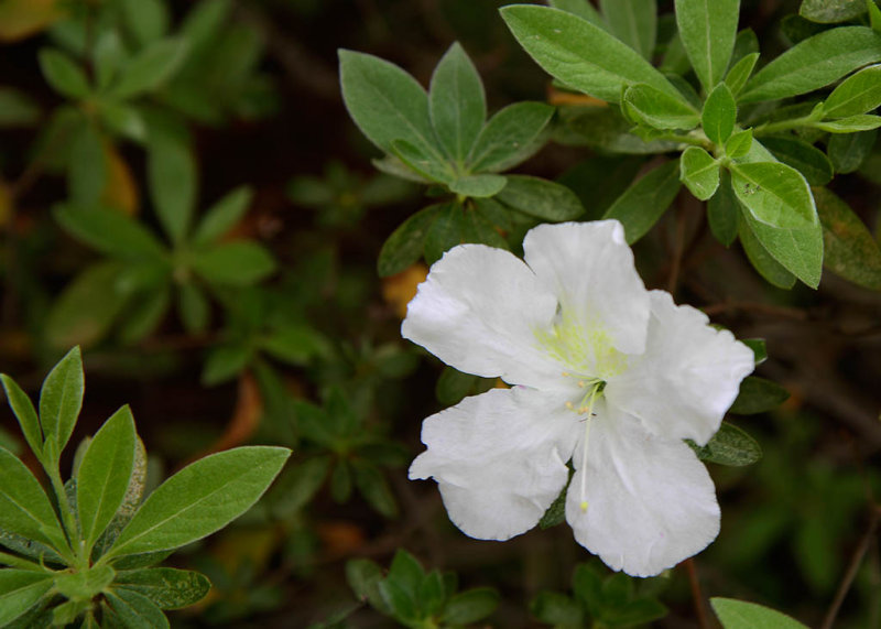 White Azalea