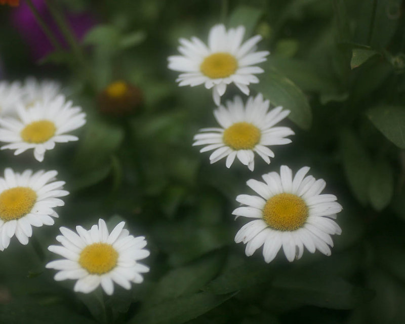 Daisies.