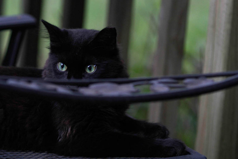 Pookie has a boo-boo.
