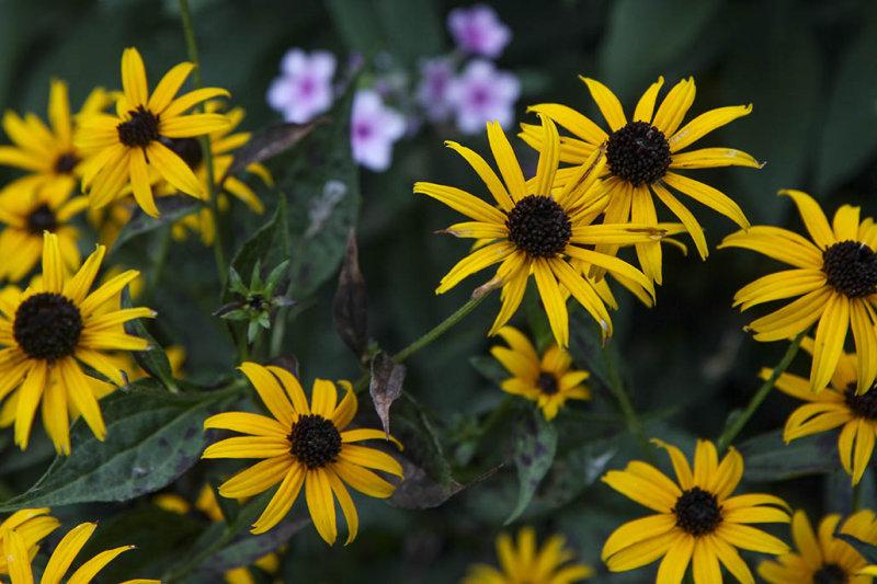 Black-Eyed Susan
