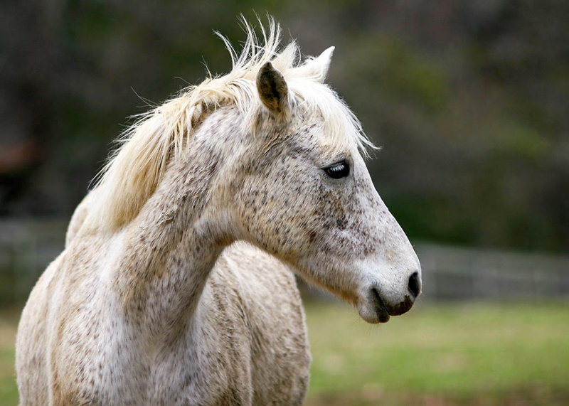 Horse.