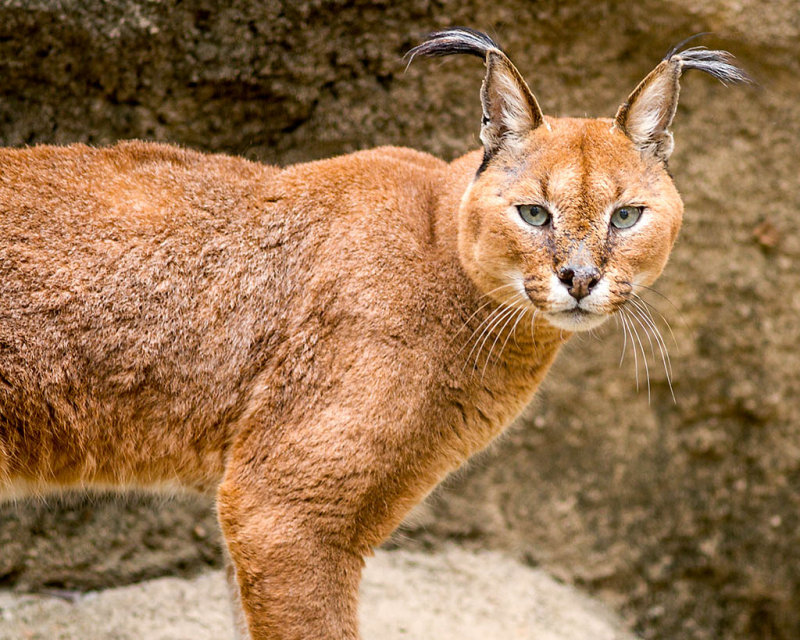 Caracal.