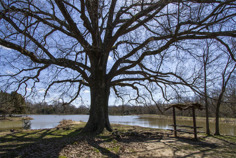 Shelby Farms