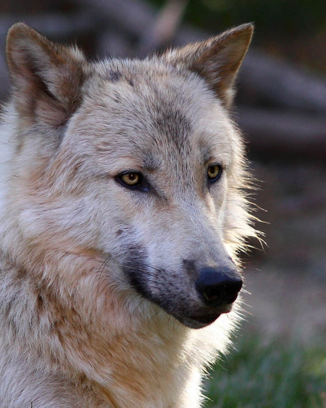 Timberwolf.